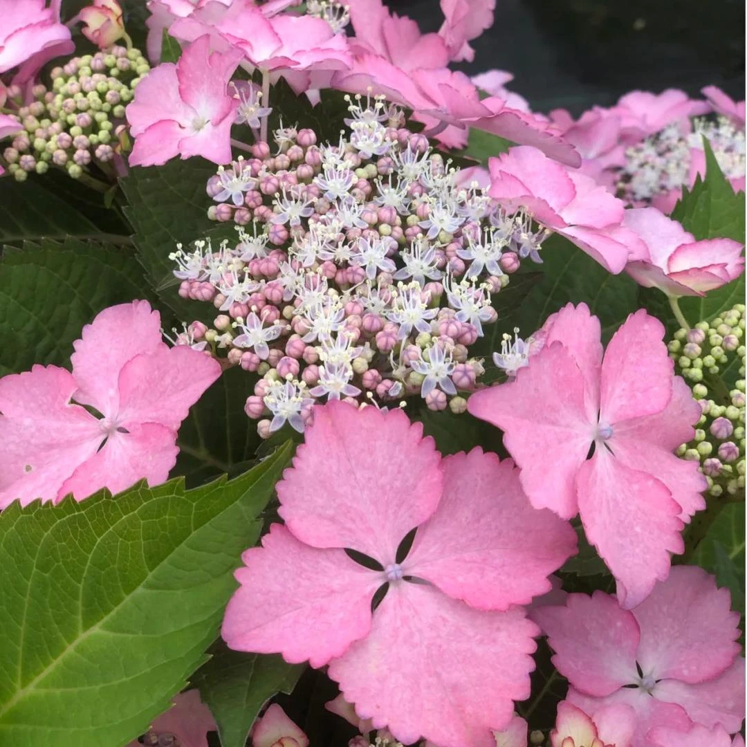 【康康舞】盆栽绣球原盆原土阳台花园栽种好带花苞