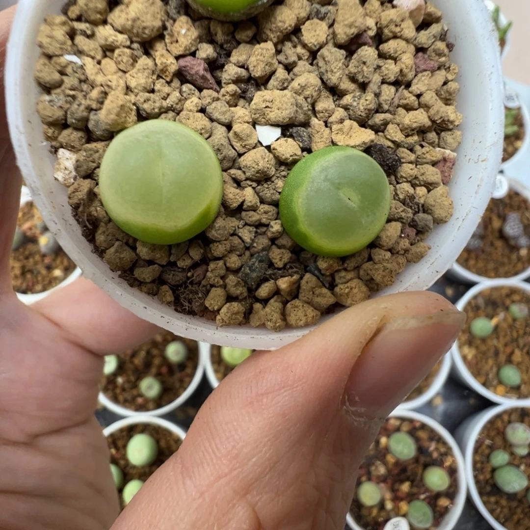 拉登一颗脱土470000
