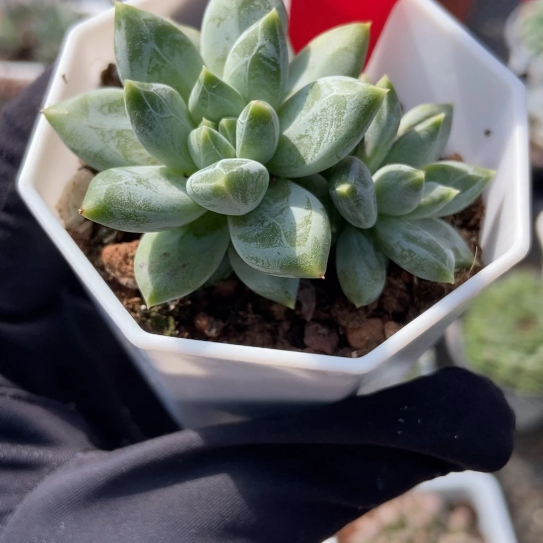 983伊丽莎白多肉植物