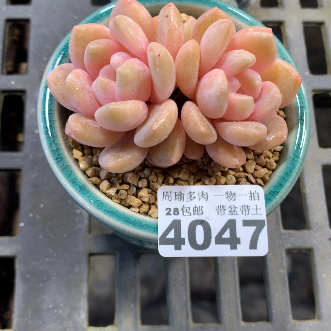 精控多肉植物4047