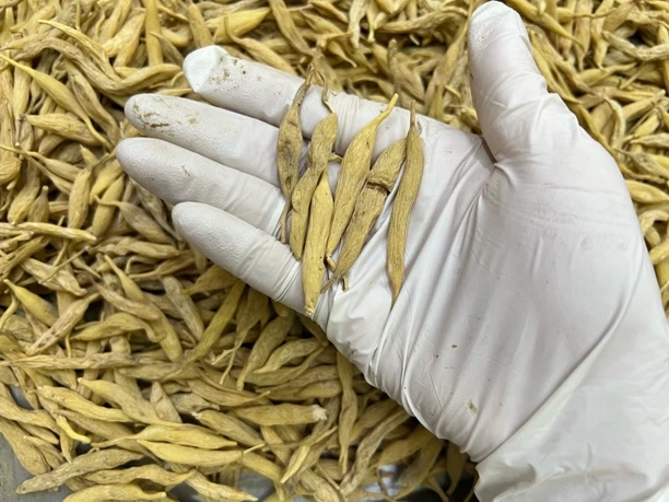 纯下山特大精选麦冬