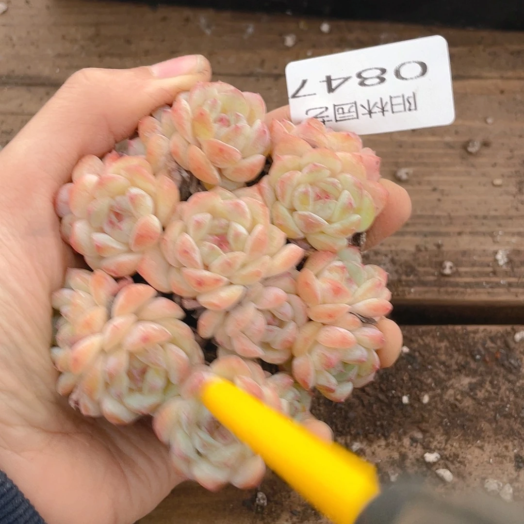 多肉植物多肉植物847