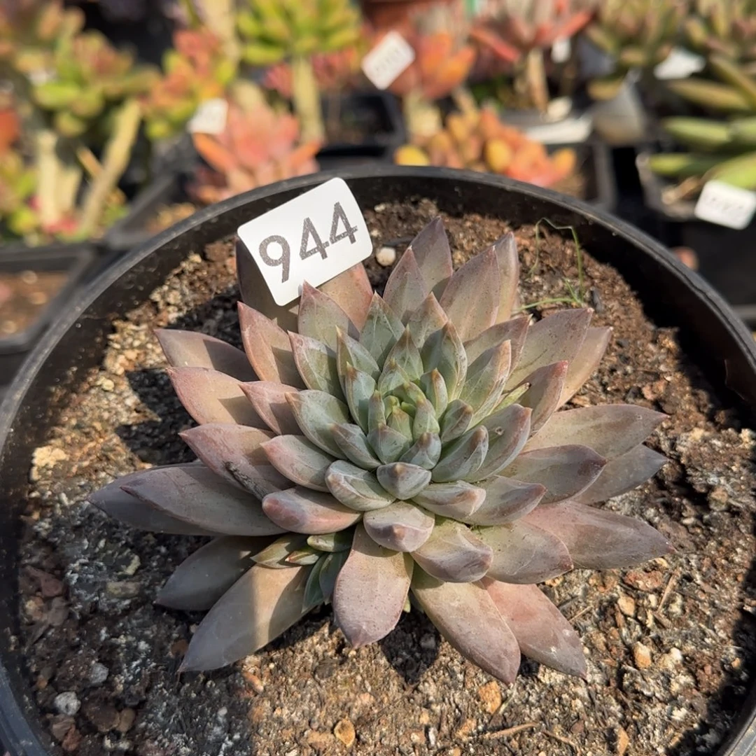 944号一物一拍一物一拍一物一拍