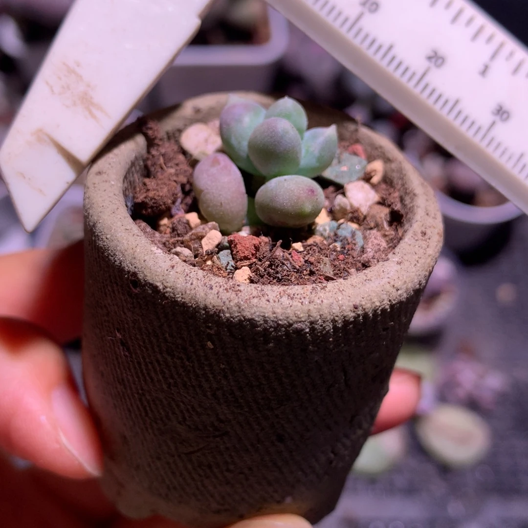 侧芽未发根小屁桃奶酪