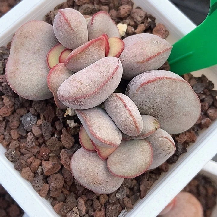 多肉植物红蛋772