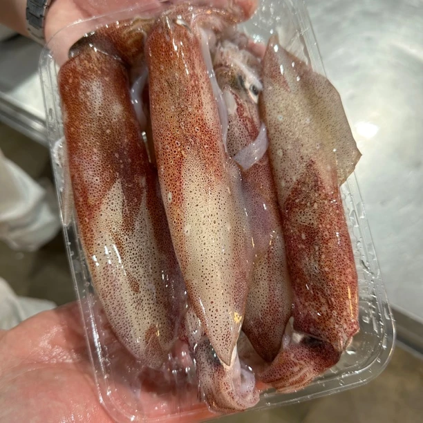 汕尾本港野生海钓鱿鱼 50%左右带籽 包脆包甜包包不缩水