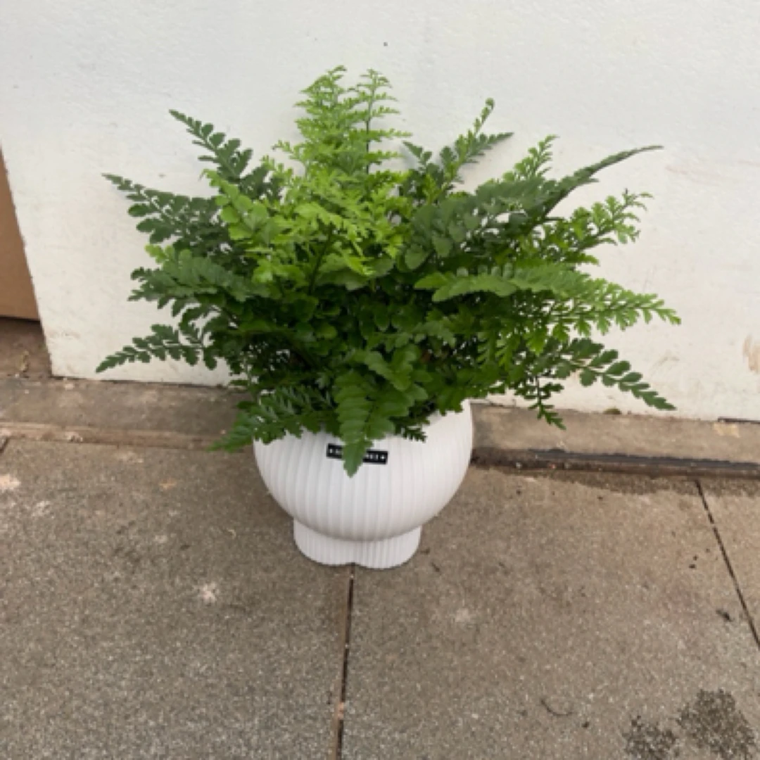 吉姆蕨北京小绿植盆栽 北京桌面小绿植 满198起送北京桌面盆栽