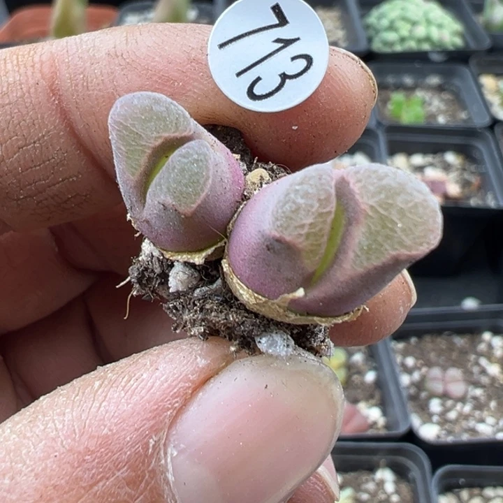 713，11111111111111111