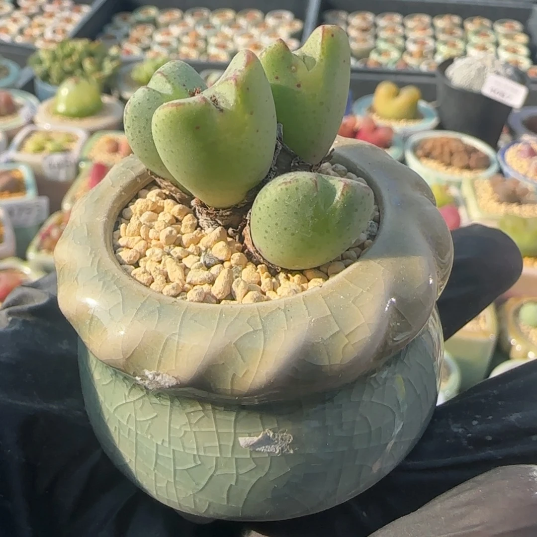 5026--一物一拍 带盆