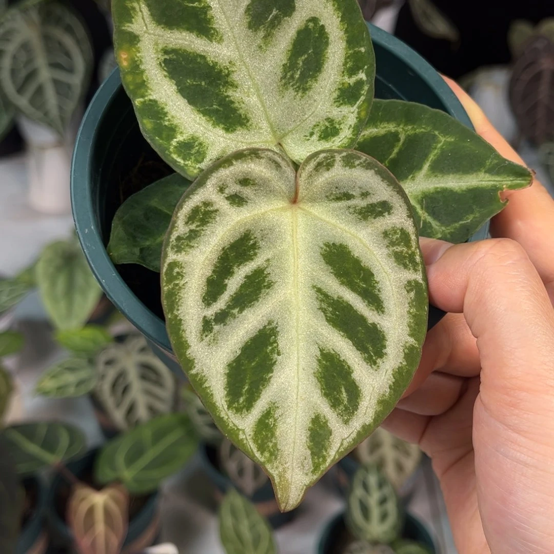 无花朵028 铜锣烧杂