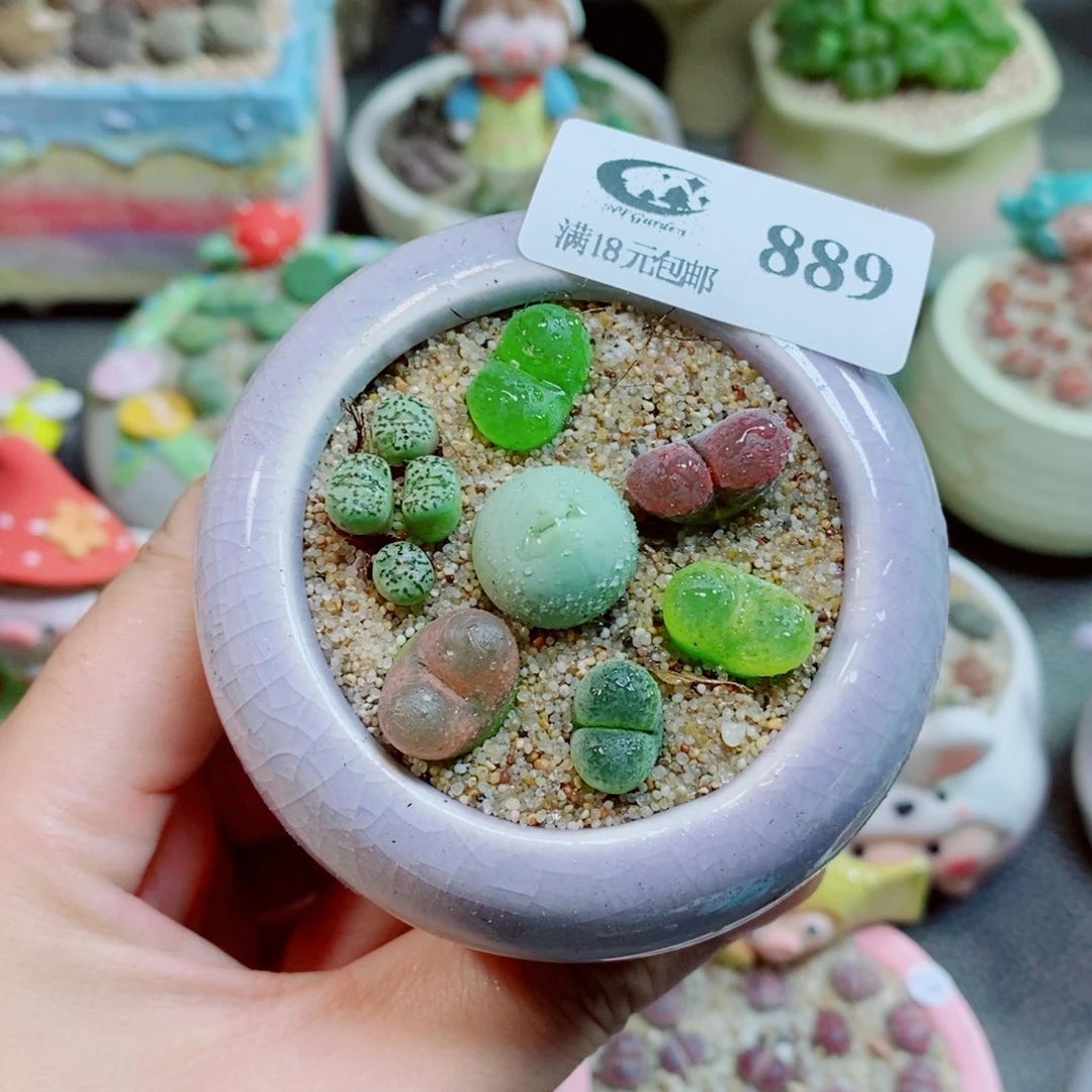 生石花花花花花花花889