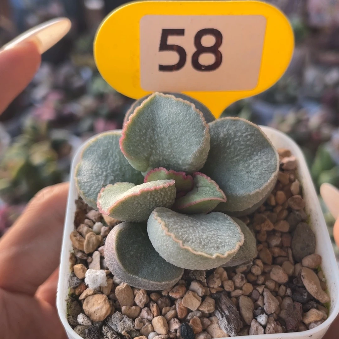 a**砹     粉雪蛋。