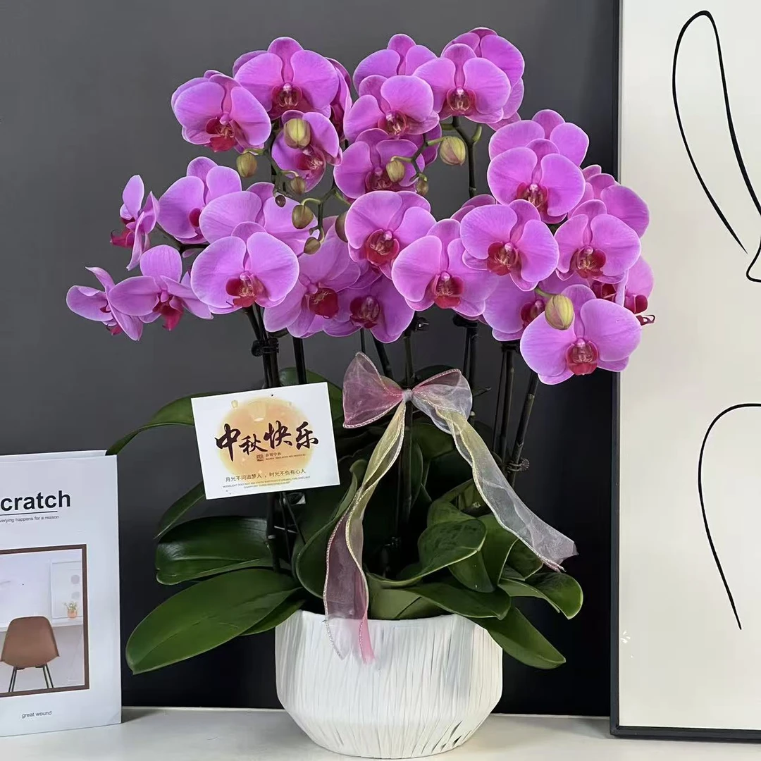 多彩优选（玫瑰水晶）欧品紫粉色系蝴蝶兰鲜花室内送礼高端花卉