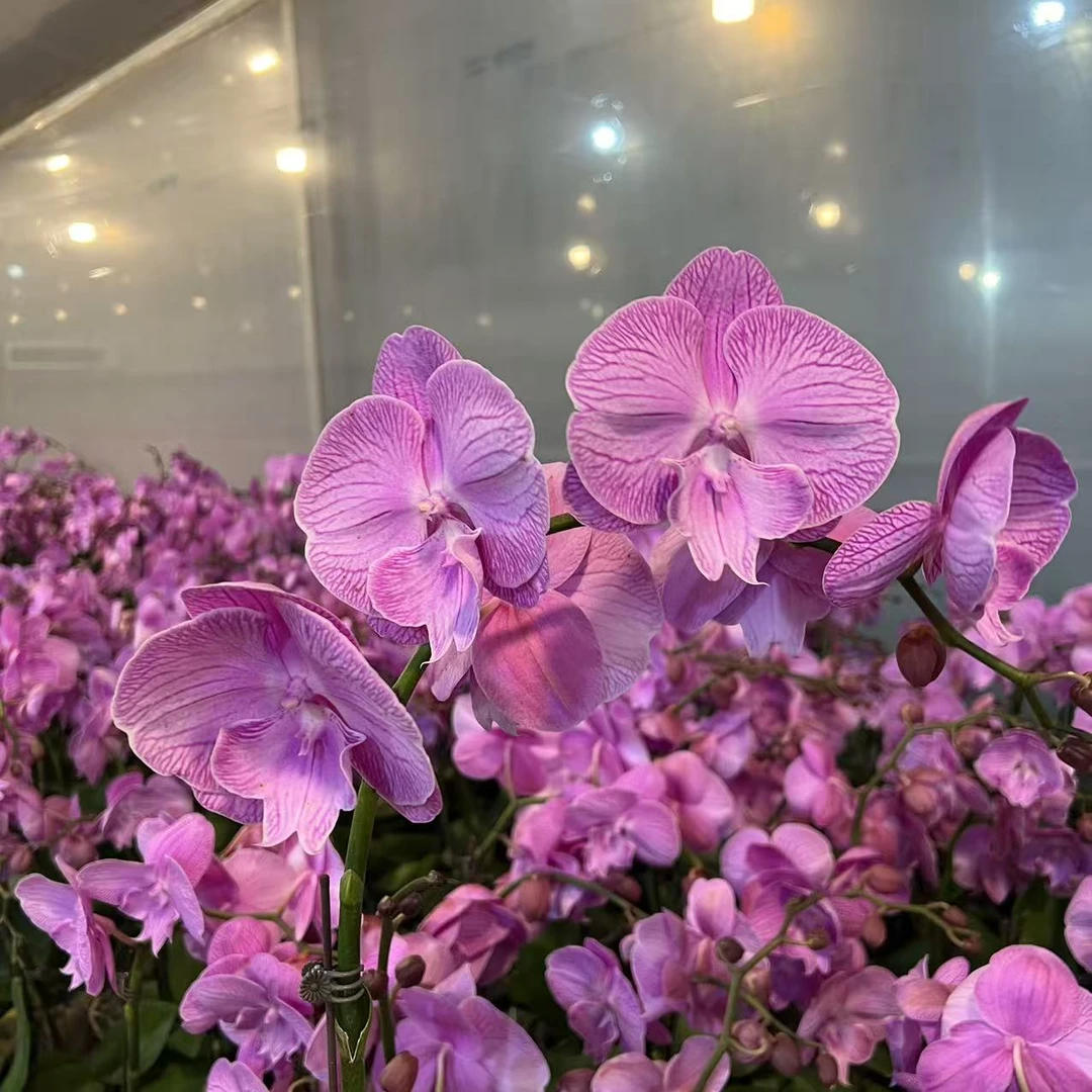 蝴蝶兰（粉色大舌头） 欧品粉色高货好养耐开鲜花高端花卉蝴蝶兰