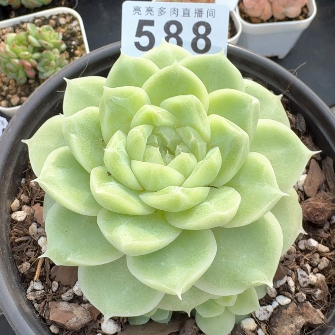 梨花白                   上新多肉植物福利多肉