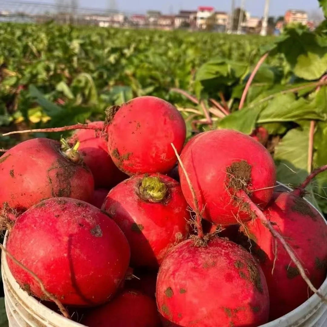 红萝卜湖北荆州农家自种红皮白心萝卜土人参现挖现发新鲜瓜果