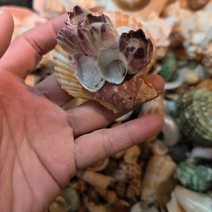 石材天然海螺藤壶贝