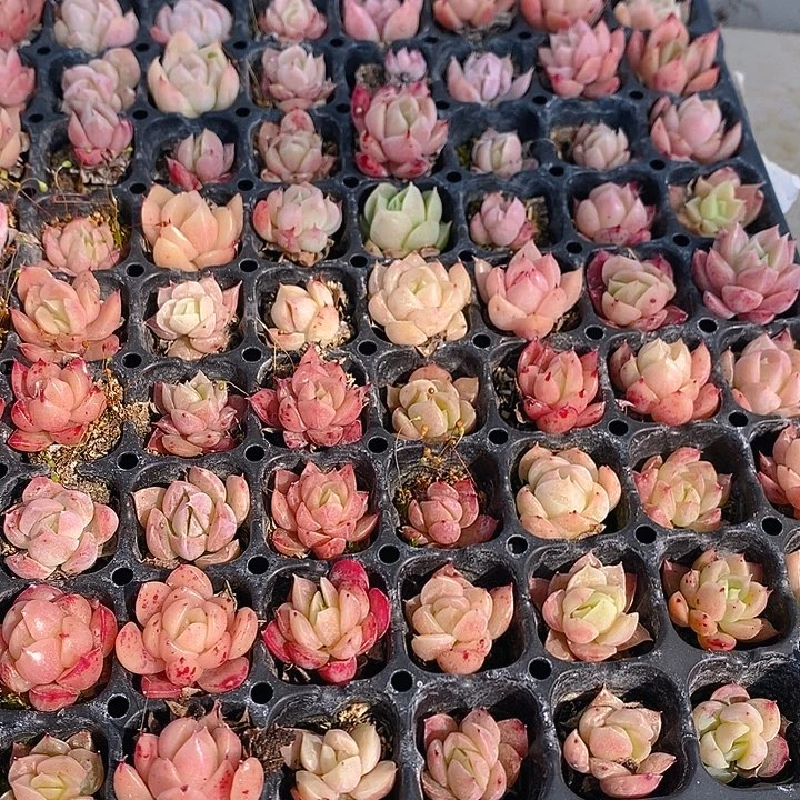 244 多肉植物盆栽花卉植物