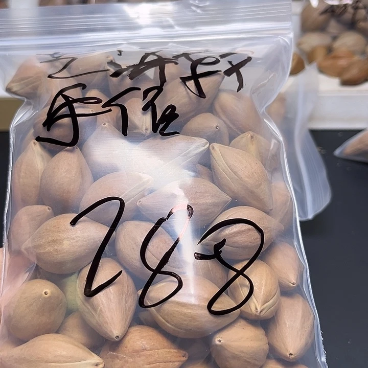 艺***作手串/手链橄榄核1112