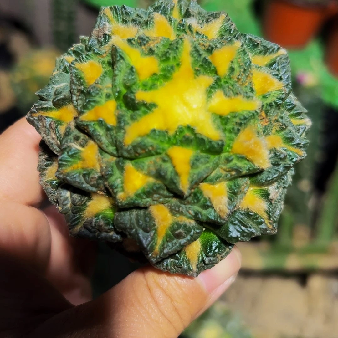 无花朵金毛隔尤龟甲牡丹458