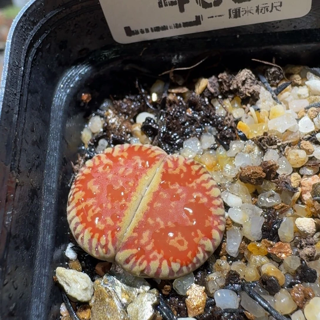 Ssss精品生石花465