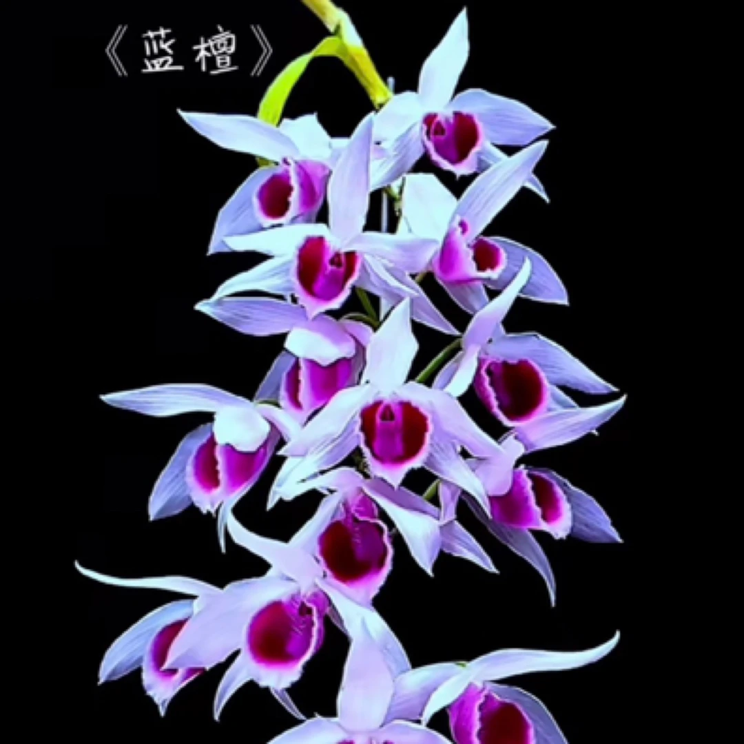 垂钓蓝檀香石斛兰盆栽秋石斛花客厅植物阳台开花绿植花卉石斛苗