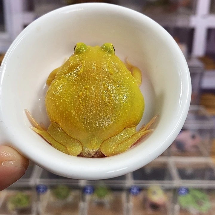 角蛙366号蛋黄角蛙