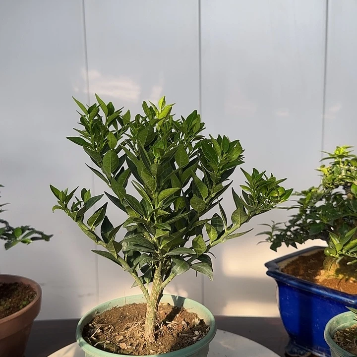 慧***M直播间八房柑一物一拍