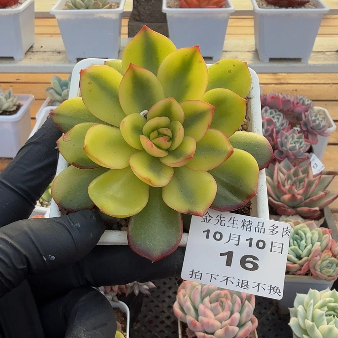 1010-16保利安娜宽锦