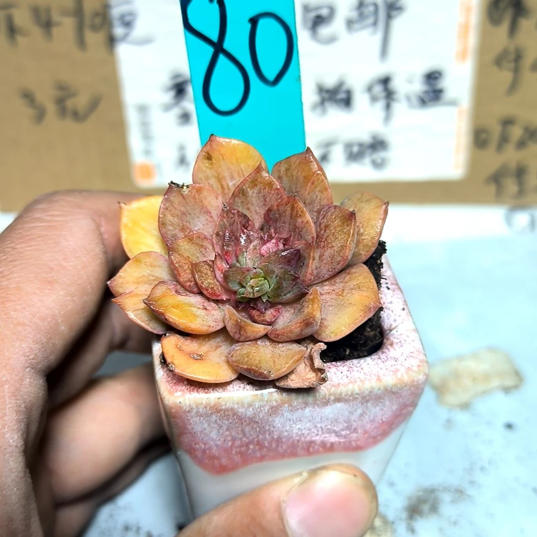 满6元包邮，#80号玫瑰夫人石化锦