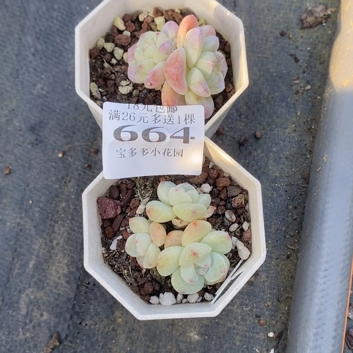 鱼***肉664号冰玉两颗一物一拍