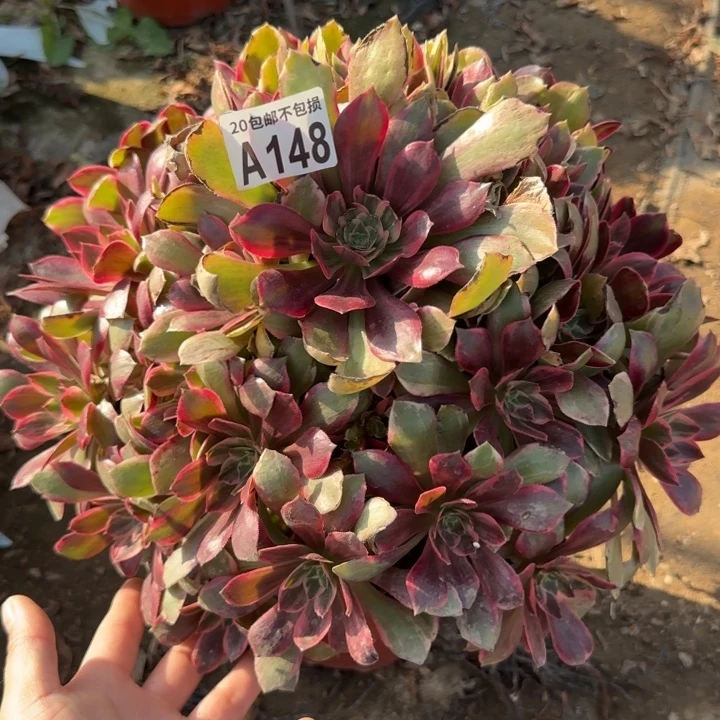 浣纱……多肉植物……