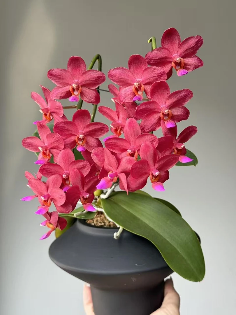 【红香妃3花键蝴蝶兰】蝴蝶兰开花巨好看