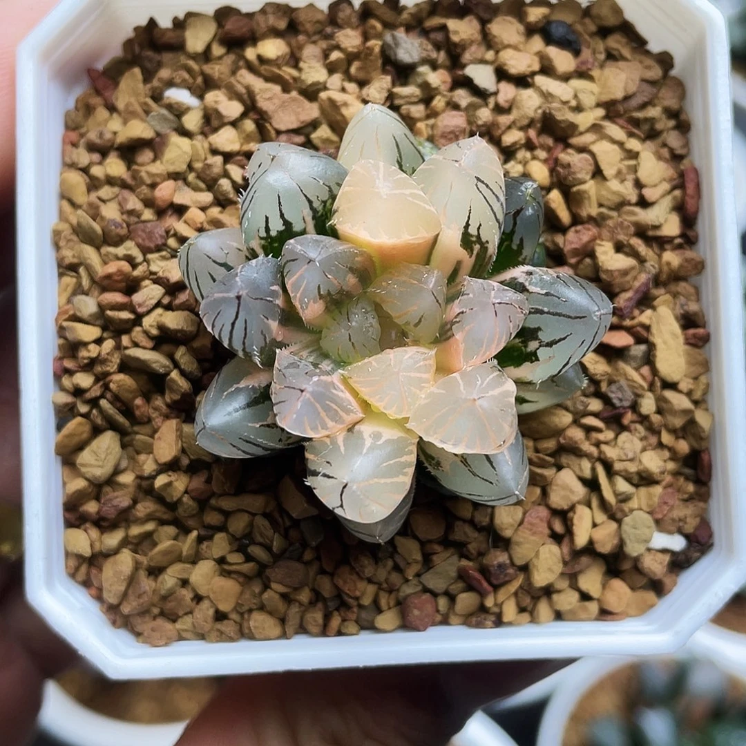 霓虹灯玉露锦十二卷