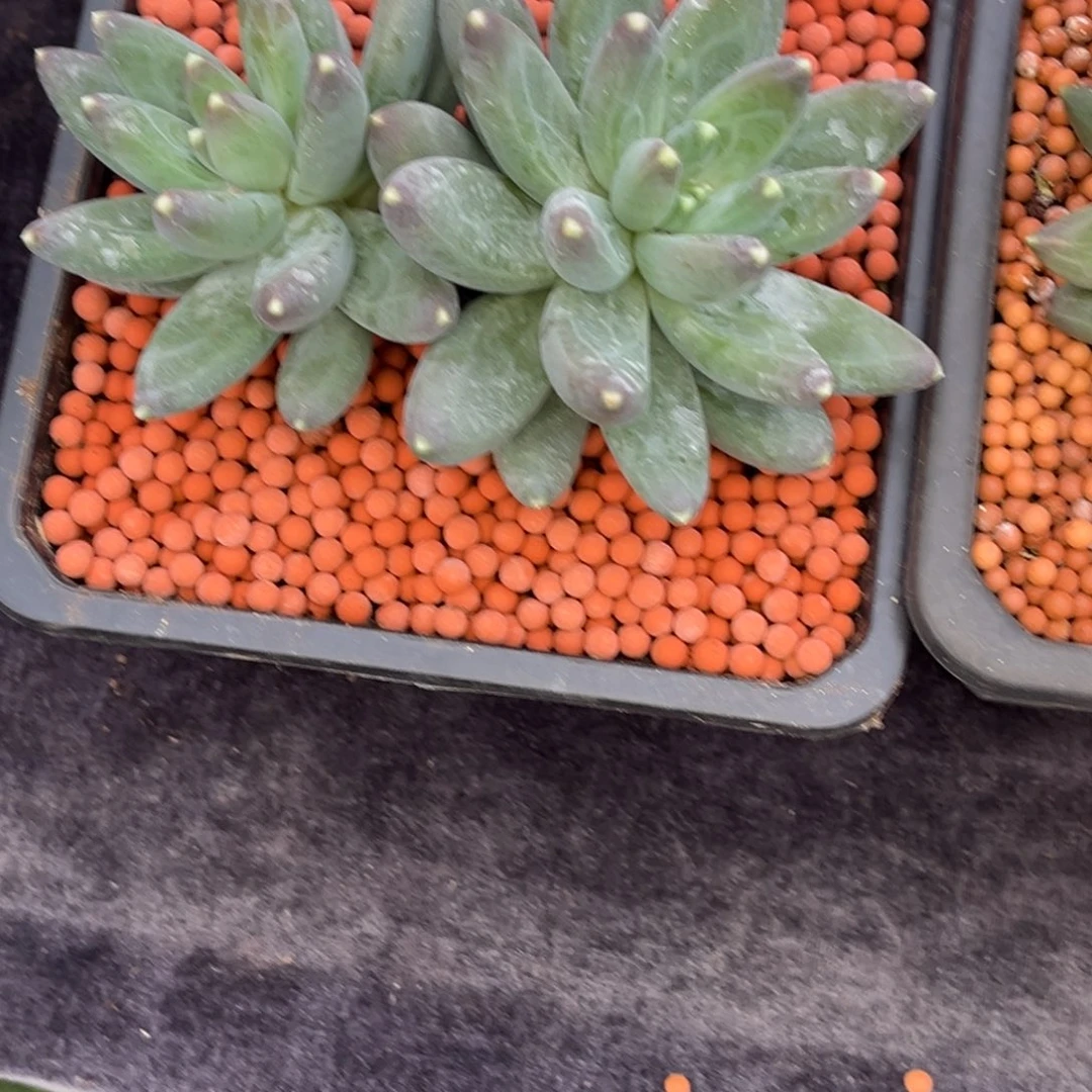 图***️小老妹的多肉植物群生多肉