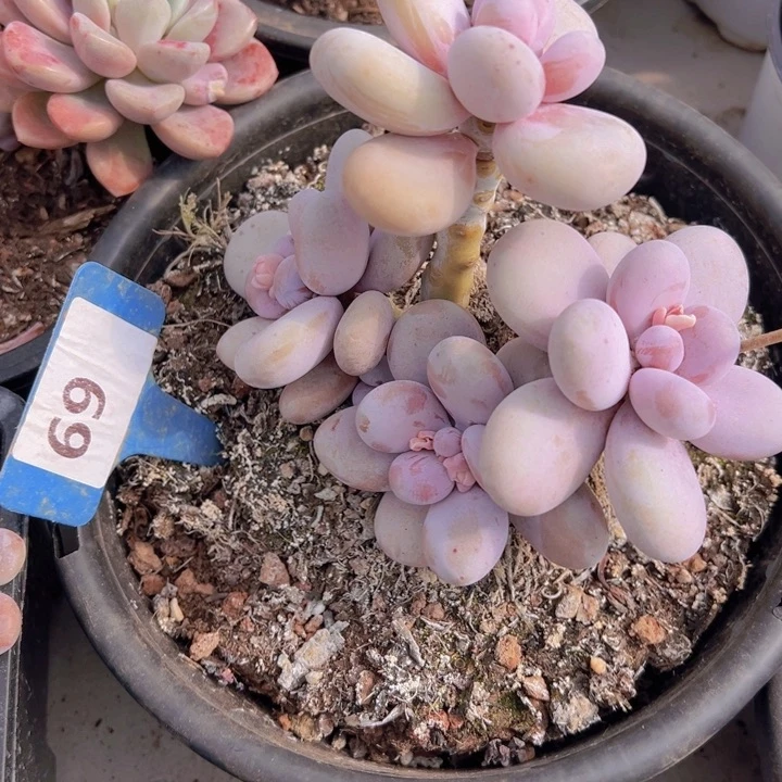 健健康康平平安安多肉植物