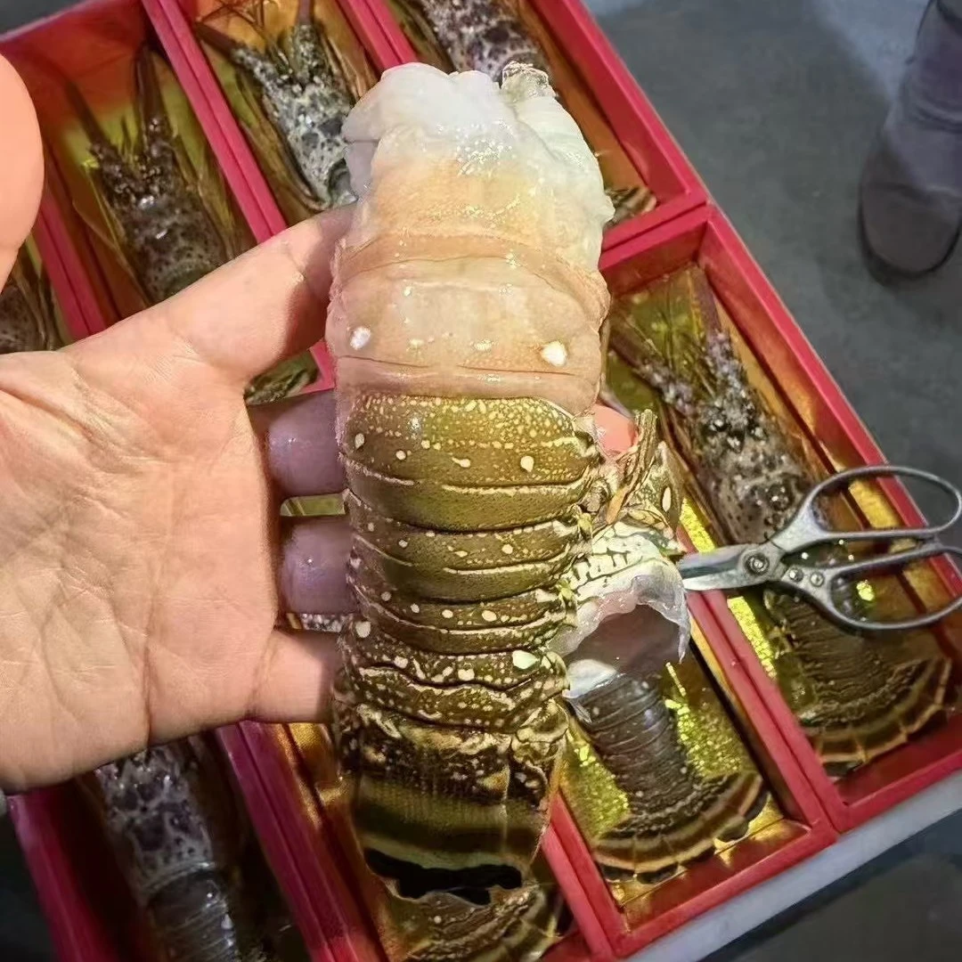 【晓惠专属】【 龙虾】大连冷冻发货带手提袋450g-5斤规格齐全新鲜