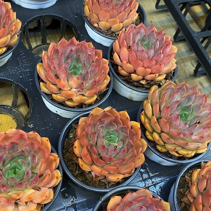 大单头浪漫福利多多去拍