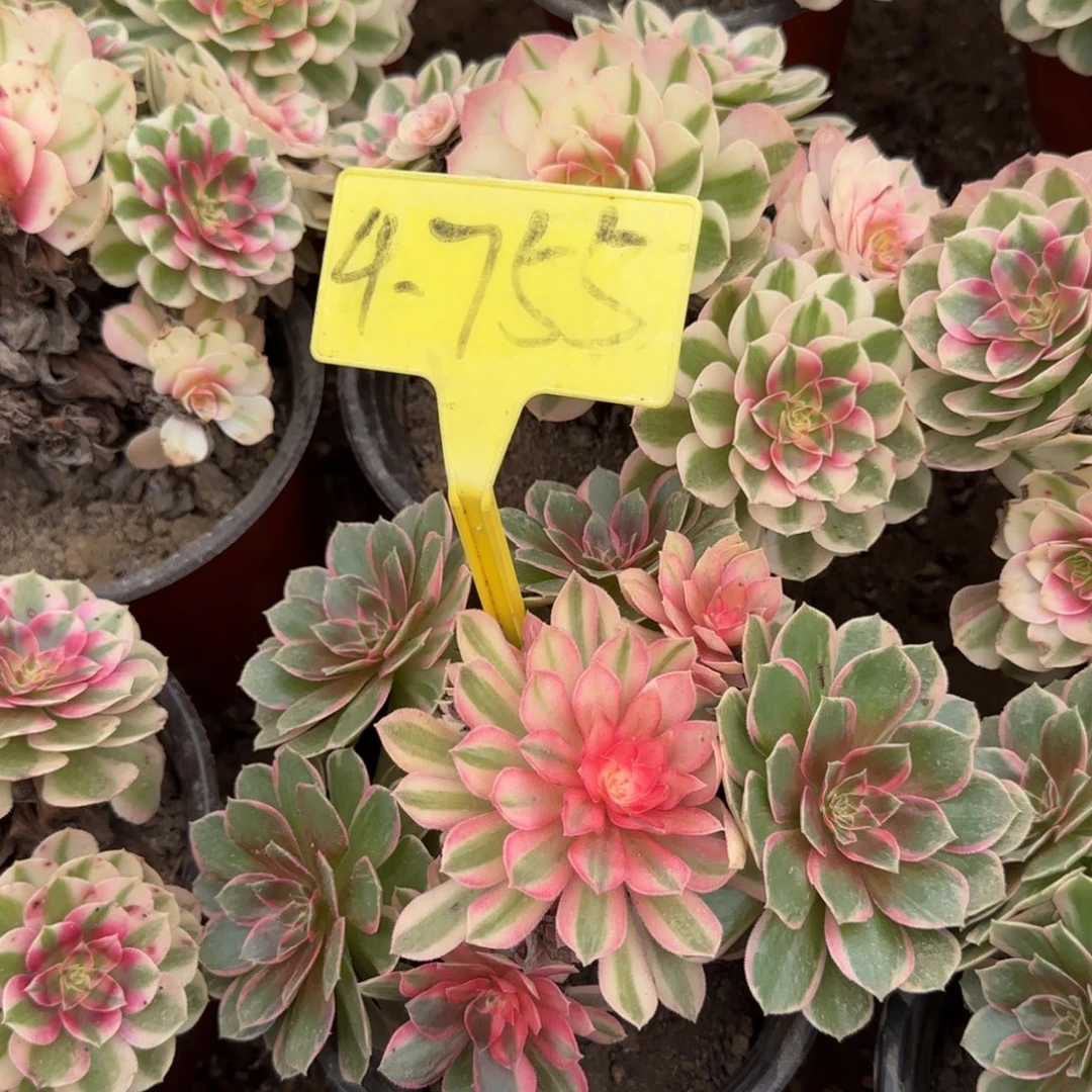 4-755--+黑魔锦多头