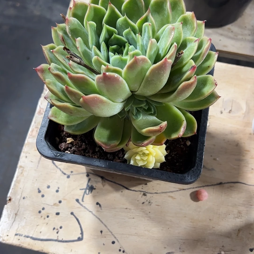 月影锦大多肉植物