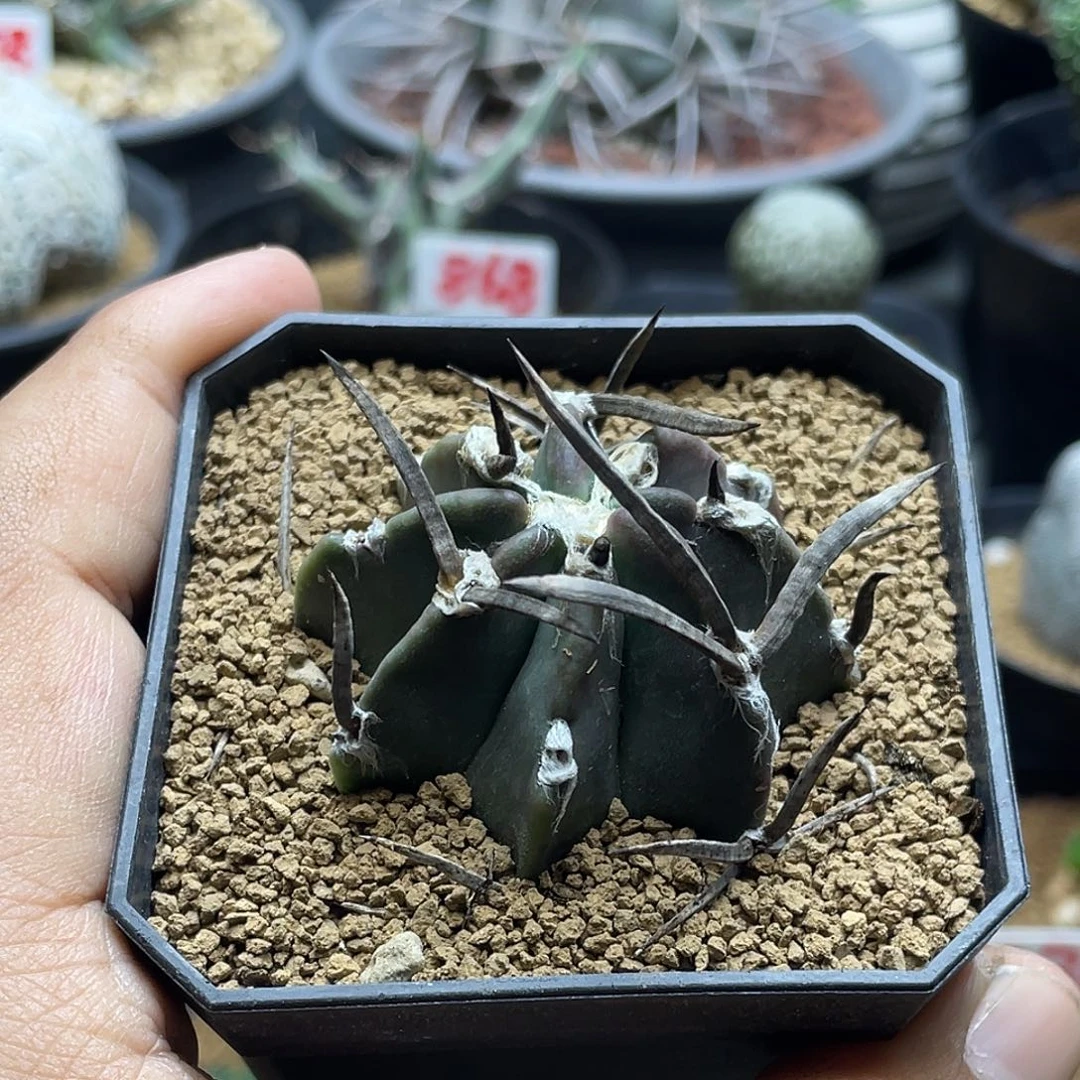 黑刺水牛角大凤玉2