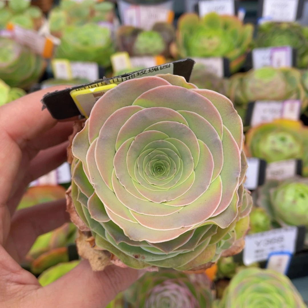 童话气球多肉福利384一物一拍