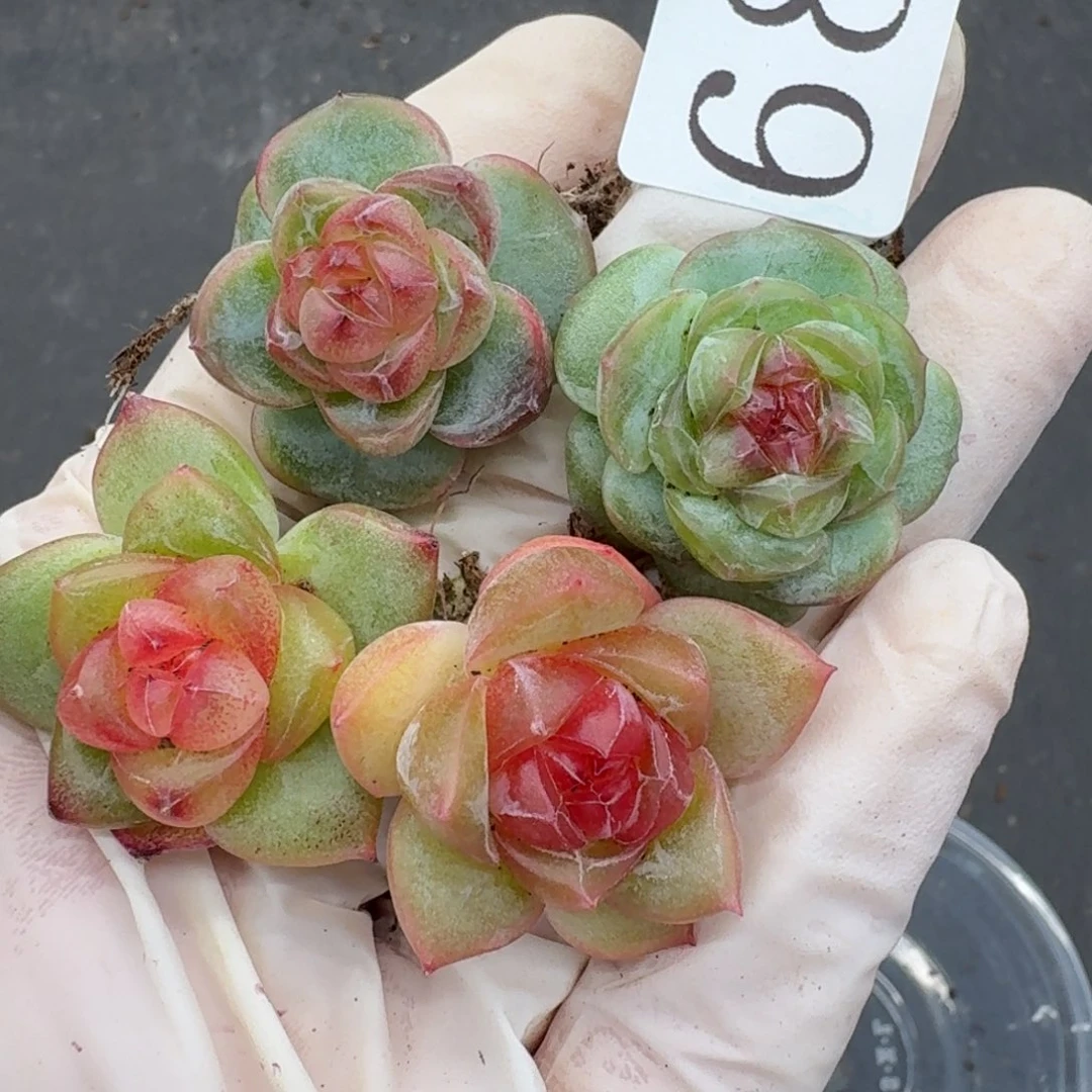 多肉植物多肉植物685