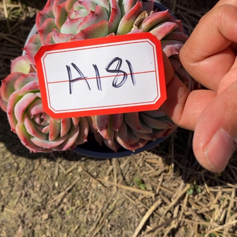 【闪购商品】珠***⊙多肉植物和