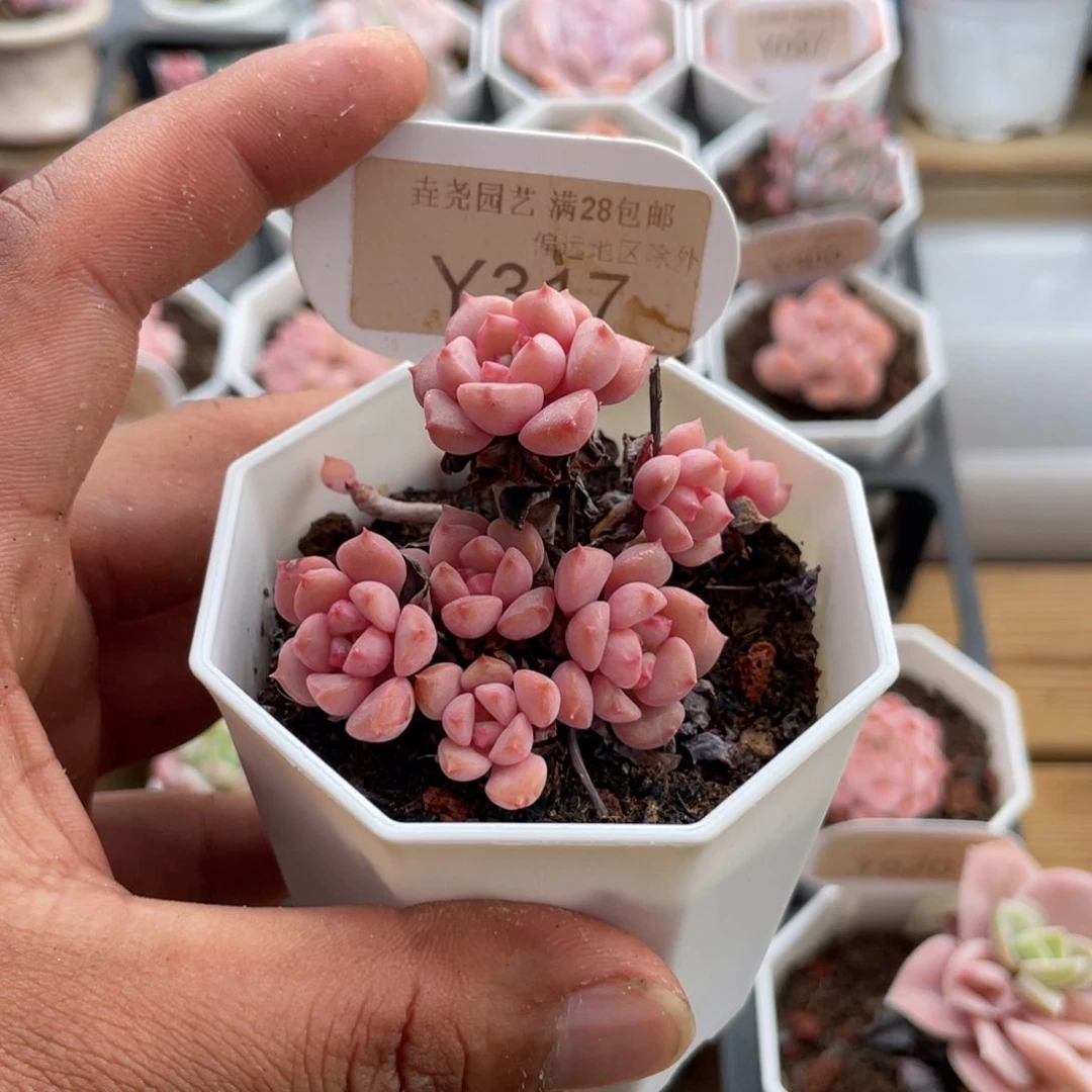 堃**困0317哆啦A梦5.0厘米