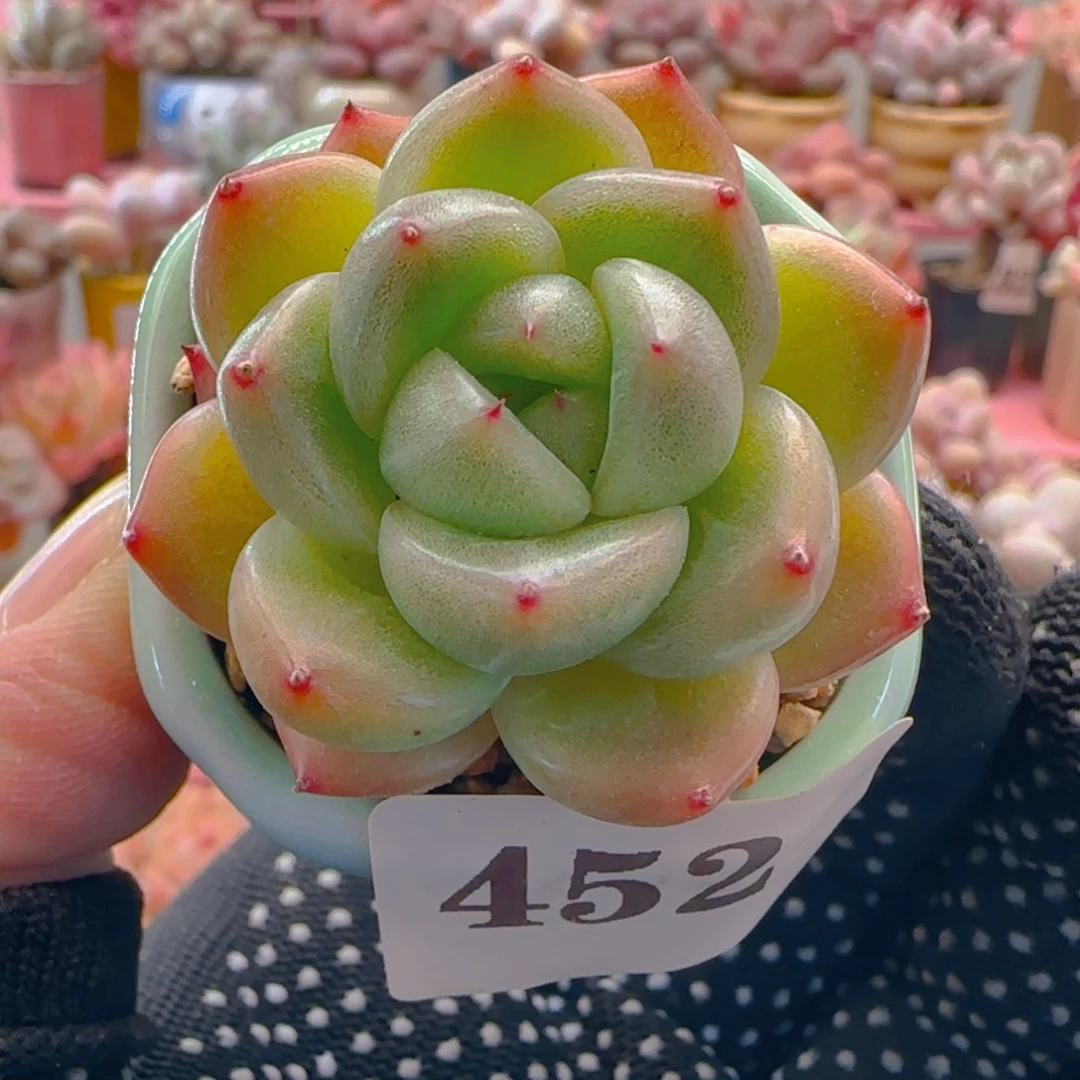 绿珍妮452 ，带盆土发货，满38包邮非偏远。