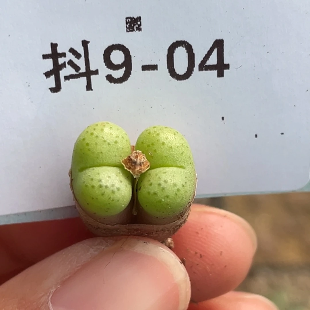 9-4鲁提辖多肉植物