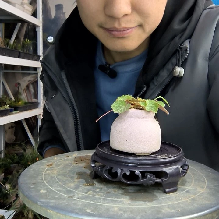 北*辰小盆景小植物一物一拍262