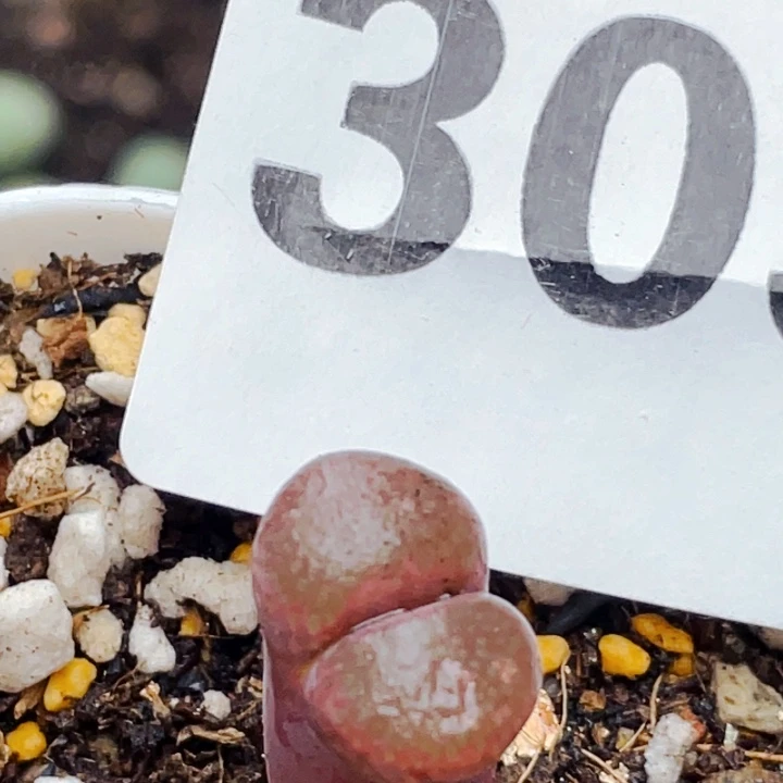 309日系红风铃带盆