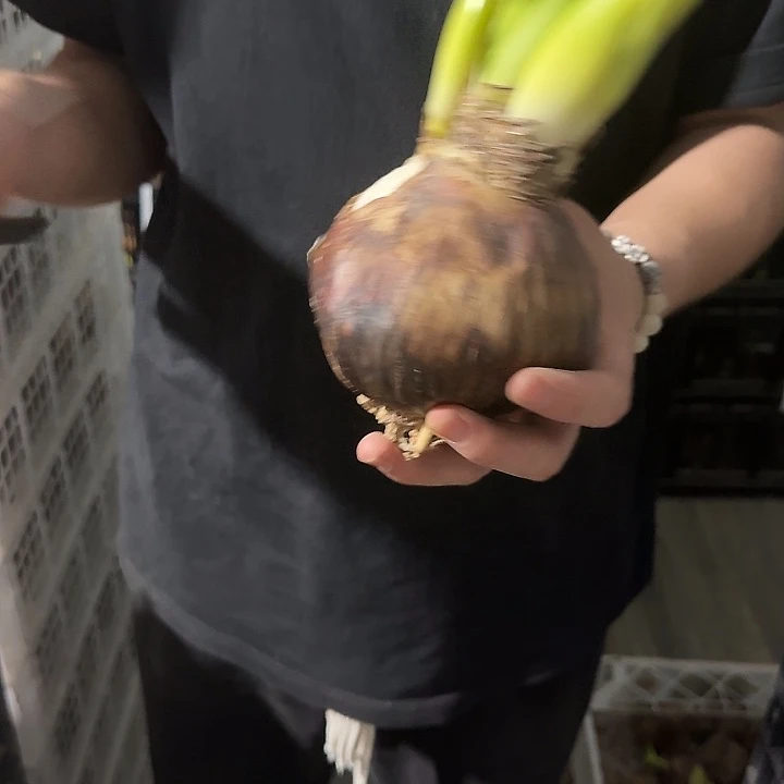 启示录10公分福利大大花剑